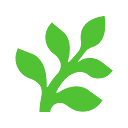 Fern